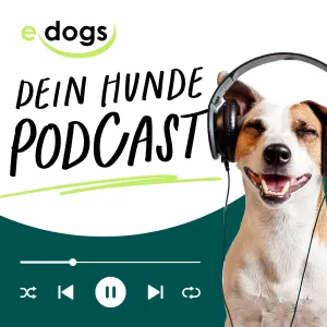 Alltag, Reisen & rechtliche Pflichten: Was Hundehalter wirklich wissen müssen