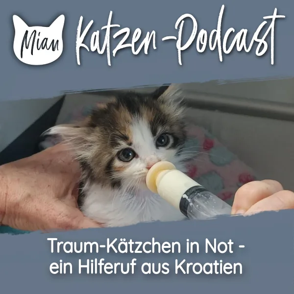 Traum-Kätzchen in Not - ein Hilferuf aus Kroatien | MKP000