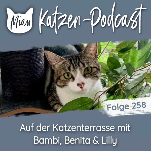 Auf der Katzenterrasse mit Bambi, Benita & Lilly | MKP258